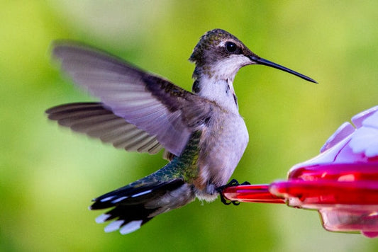 Introducing Your Toddler to Local Birds: A Backyard Guide - Part 1